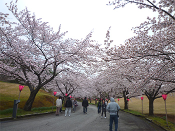 毎年恒例の花見風景